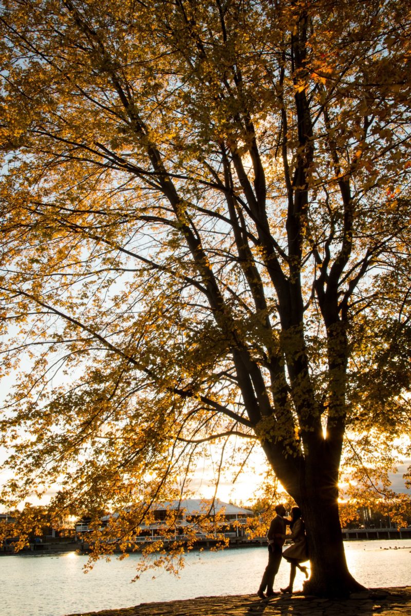 couple-under-tree