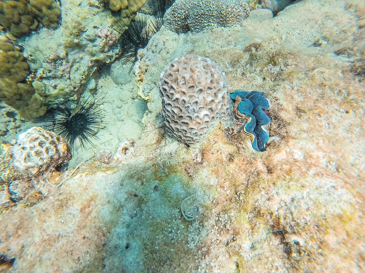 sea urchin and calm while snorkeling in nha trang