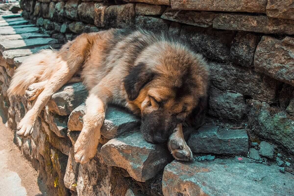 big dog sleeping tal to timang on the annapurna circuit