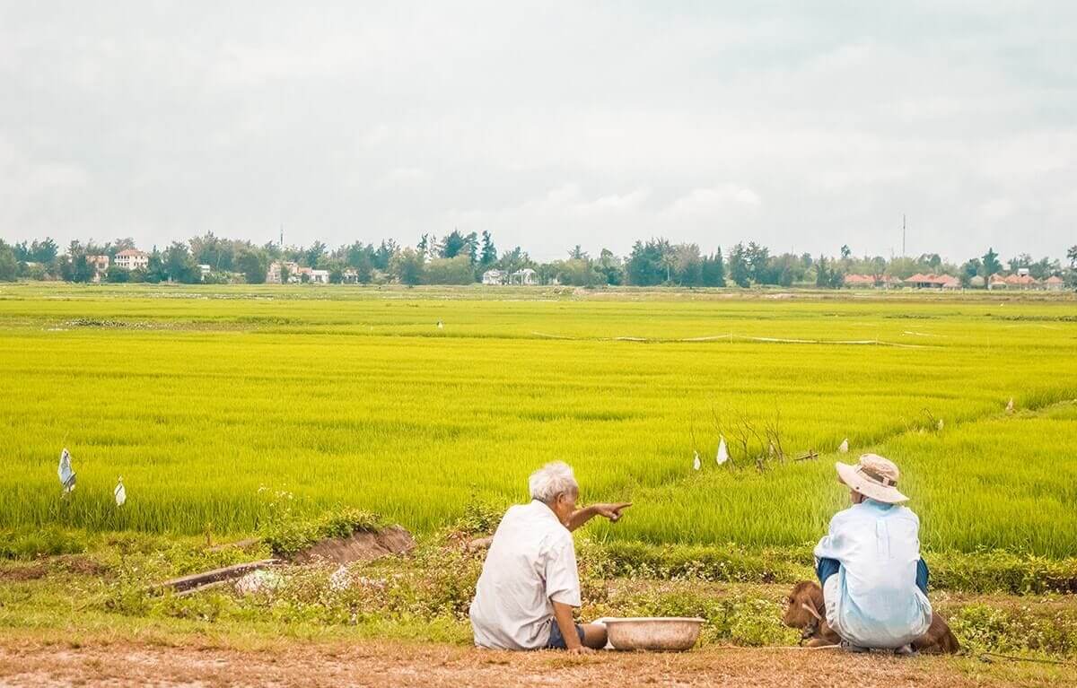 farmers talking over rice fields in hoi an