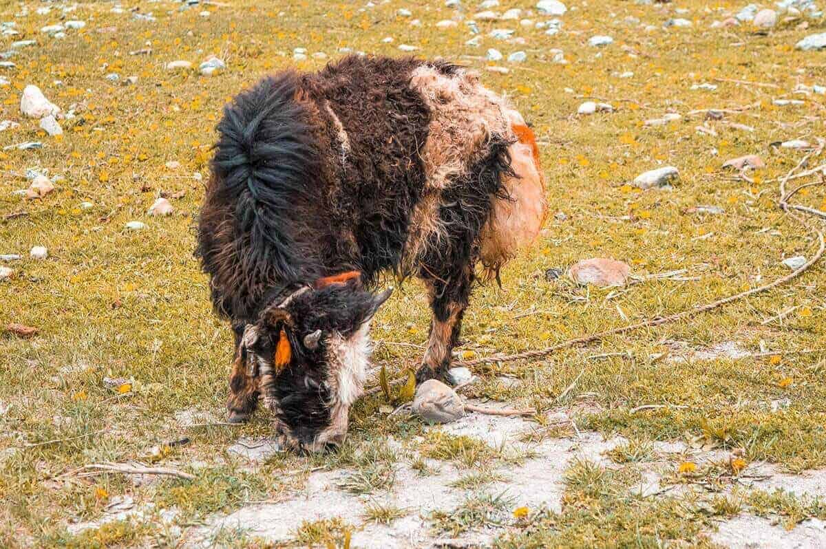 baby yak in manang