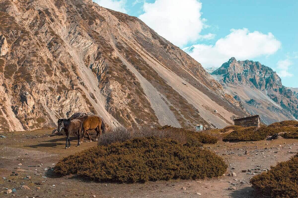 horses in the annapurna Himalayas