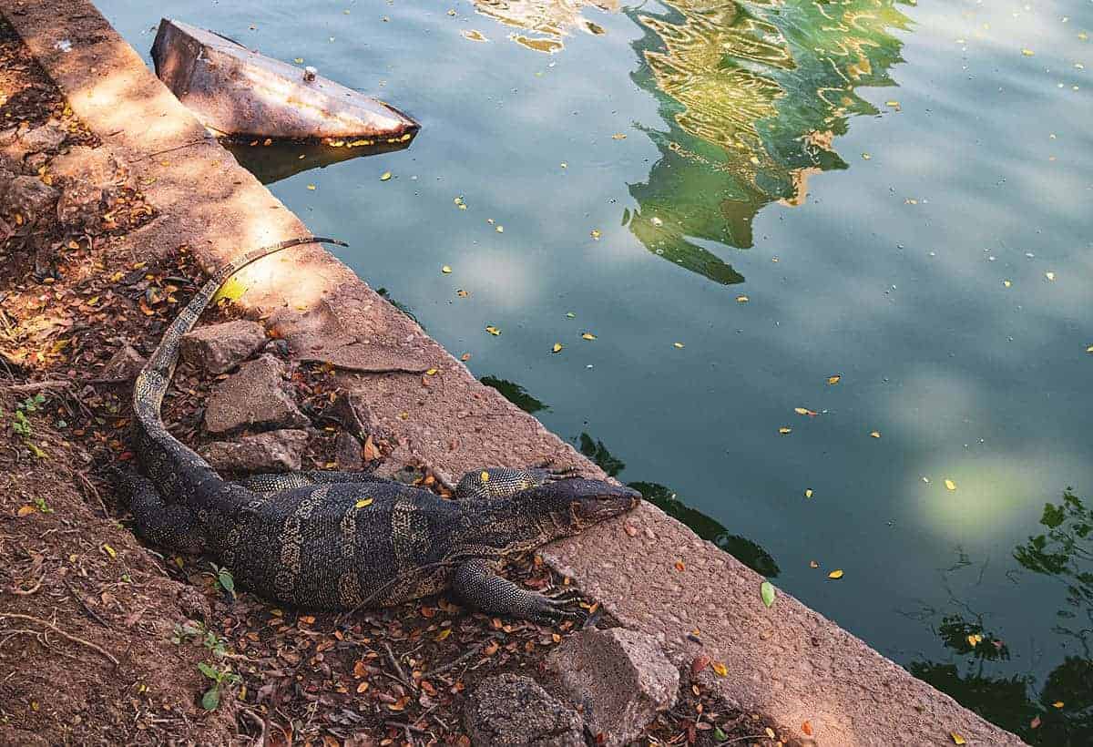 The 17 Best Hostels On Khao San Road For The Ultimate Stay 39 a monitor lizard relaxing by the water in lumpini park