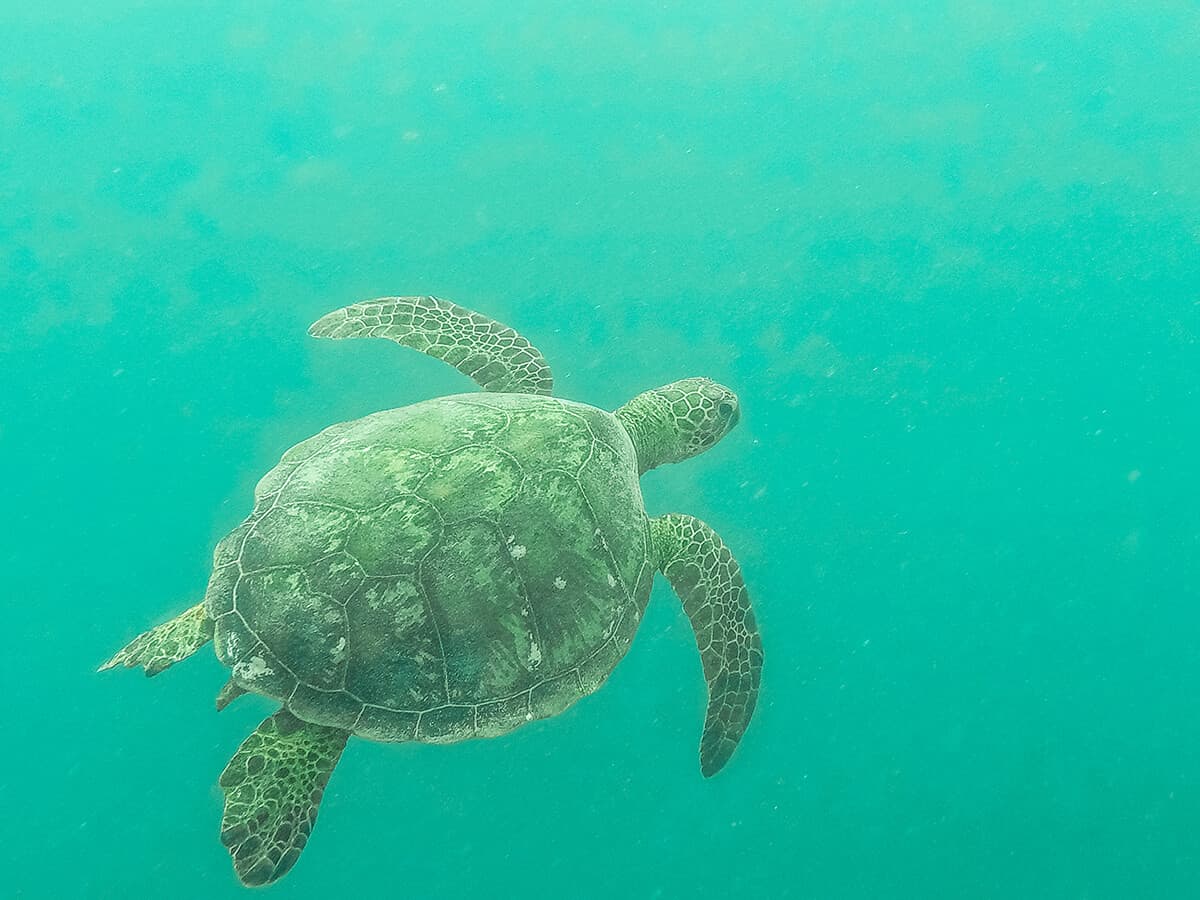 swimming with turtles best things to do in rarotonga