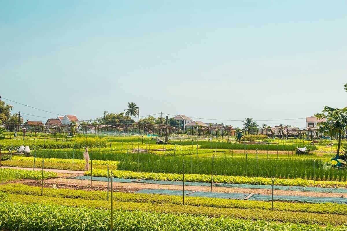 gardens at tra que growing vegetables