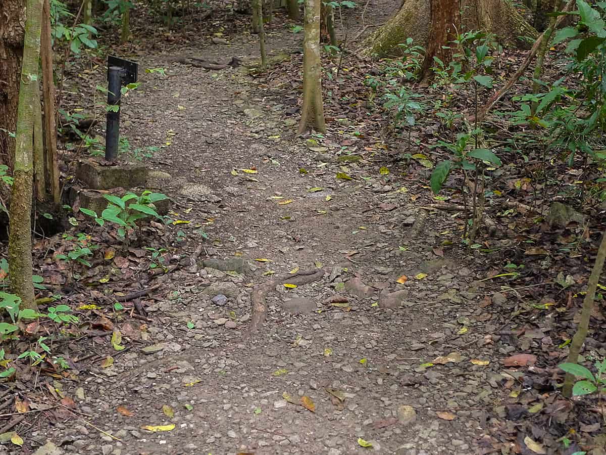 hiking the nature trail at the copan ruins, one of the best things to do in copan ruinas