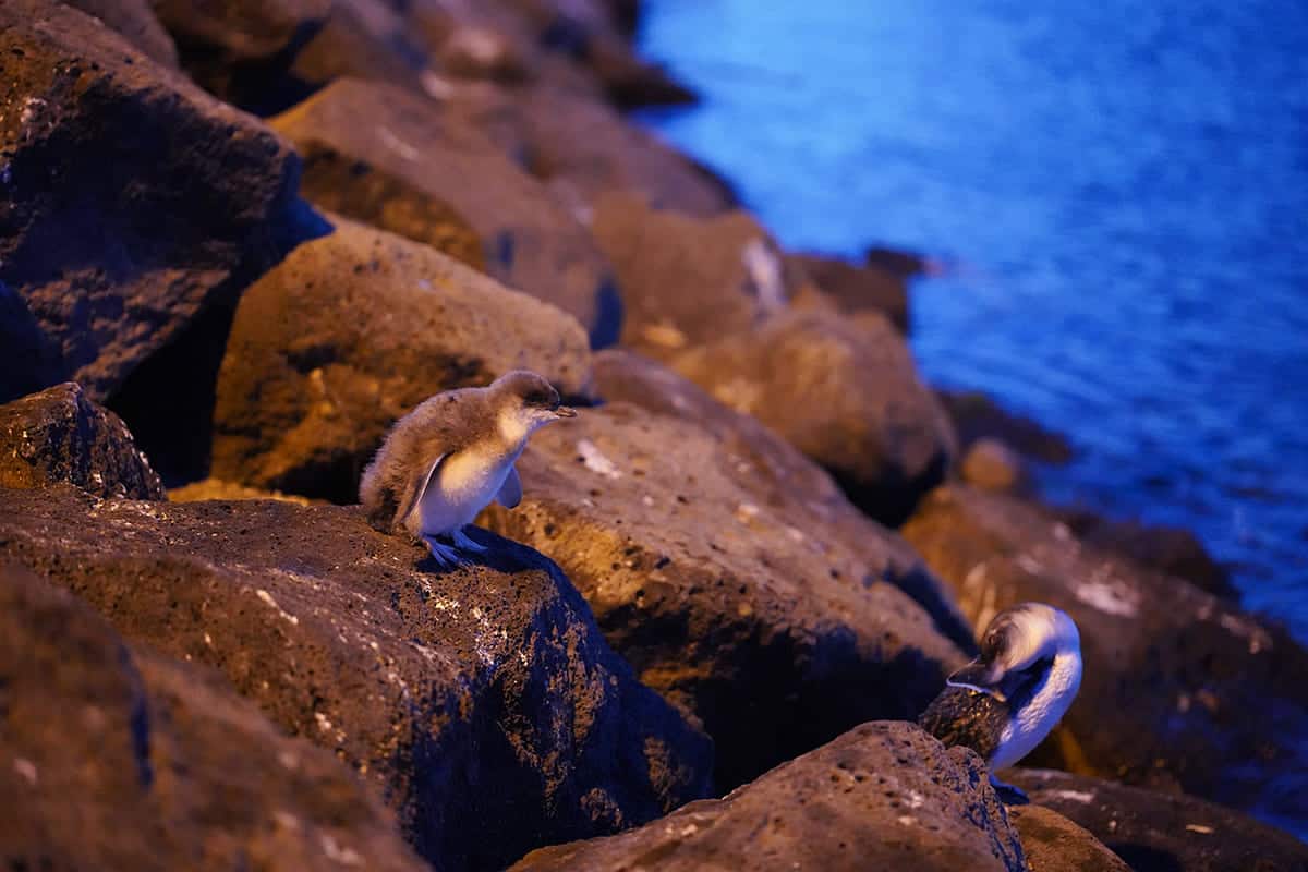 16 Best Things To Do In St Kilda, Melbourne For The Ultimate Time 17 make sure you check out the penguin parade, this is my favorite thing on this list of the best things to do in st kilda melbourne