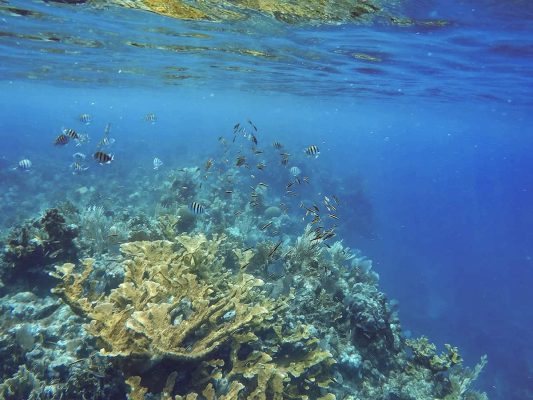 the incredible coral and fish life can see while you snorkel the blue channel in roatan