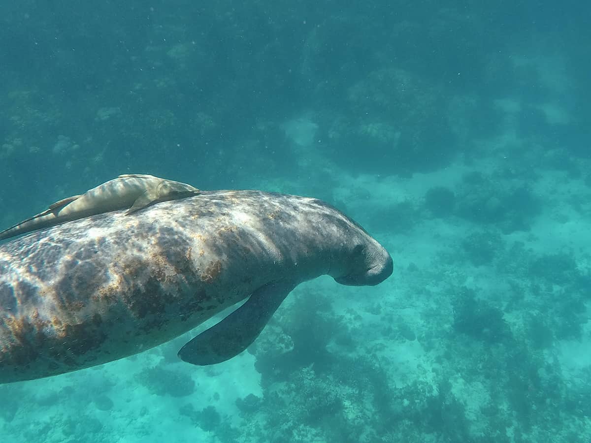 the light shining through the water leaves pattens on the manatees