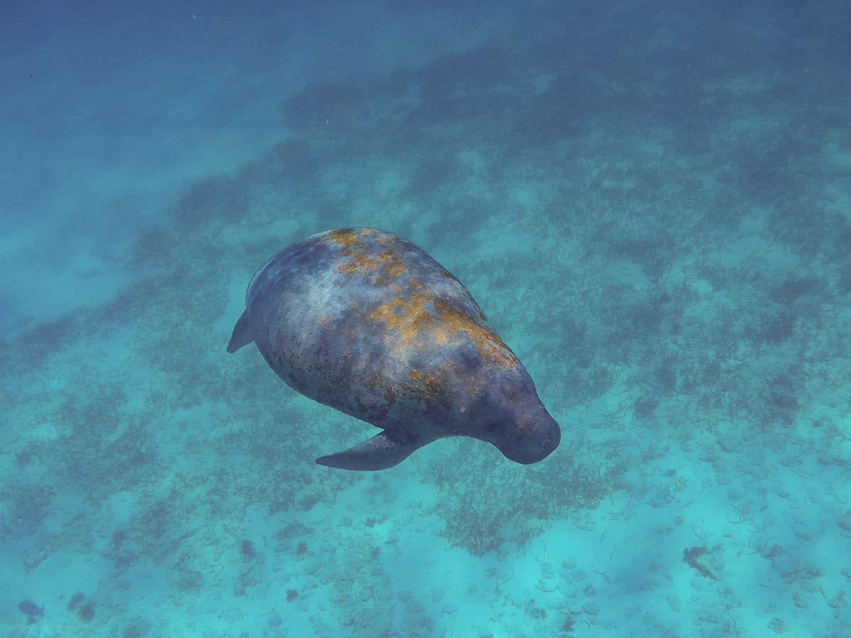 algae growing on the back on a slow moving manatee in belize that we had the opportunity to swim with