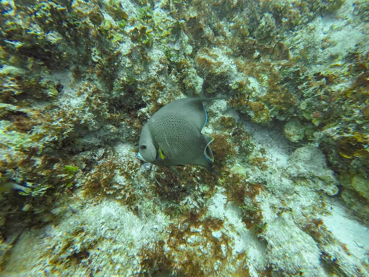 a beautiful grey angelfish while diving in ambergris caye