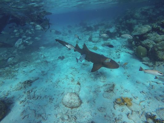 a nurse shark while doing one of the snorkeling tours from san pedro belize