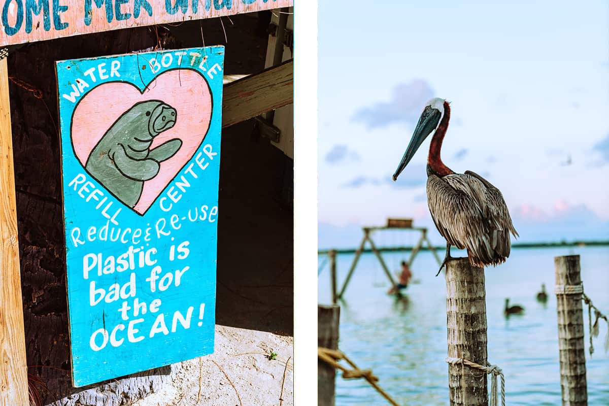 Backpacking Caye Caulker In Belize: Top Travel Tips 26 manatees are of big importance in caye caulker // a cheeky pelican watching over the water