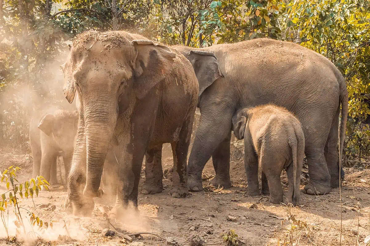 A family of elephants, dust swirling around them, showcasing the natural environment of an elephant sanctuary in Chiang Mai.