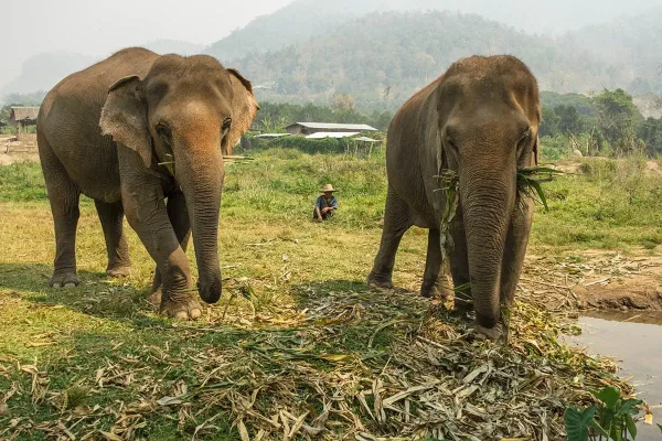 elephant sanctuaries in chiang mai, two elephants grazing on leaves with a mahout sitting in the background at an elephant sanctuary in Chiang Mai, showcasing a peaceful coexistence.