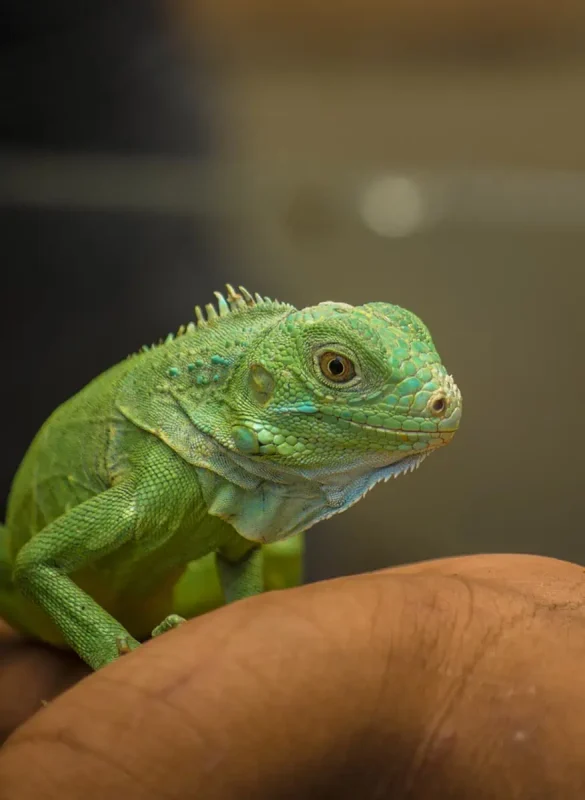 Green Iguana Conservation Project In San Ignacio: What Visitors NEED To Know 5 meeting a teenage green iguana at the green iguana conservation project
