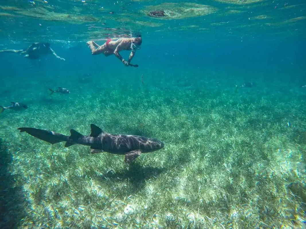Shark Ray Alley Belize: The Ultimate Snorkeling Experience 21 a man snorkeling on the surface at shark ray alley with a nurse shark swimming underneath. there are allso a few fish and the seabed is covered in grass