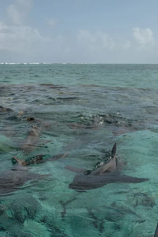 Shark Ray Alley Belize: The Ultimate Snorkeling Experience 19 nurse sharks on the surface of the water at shark ray alley