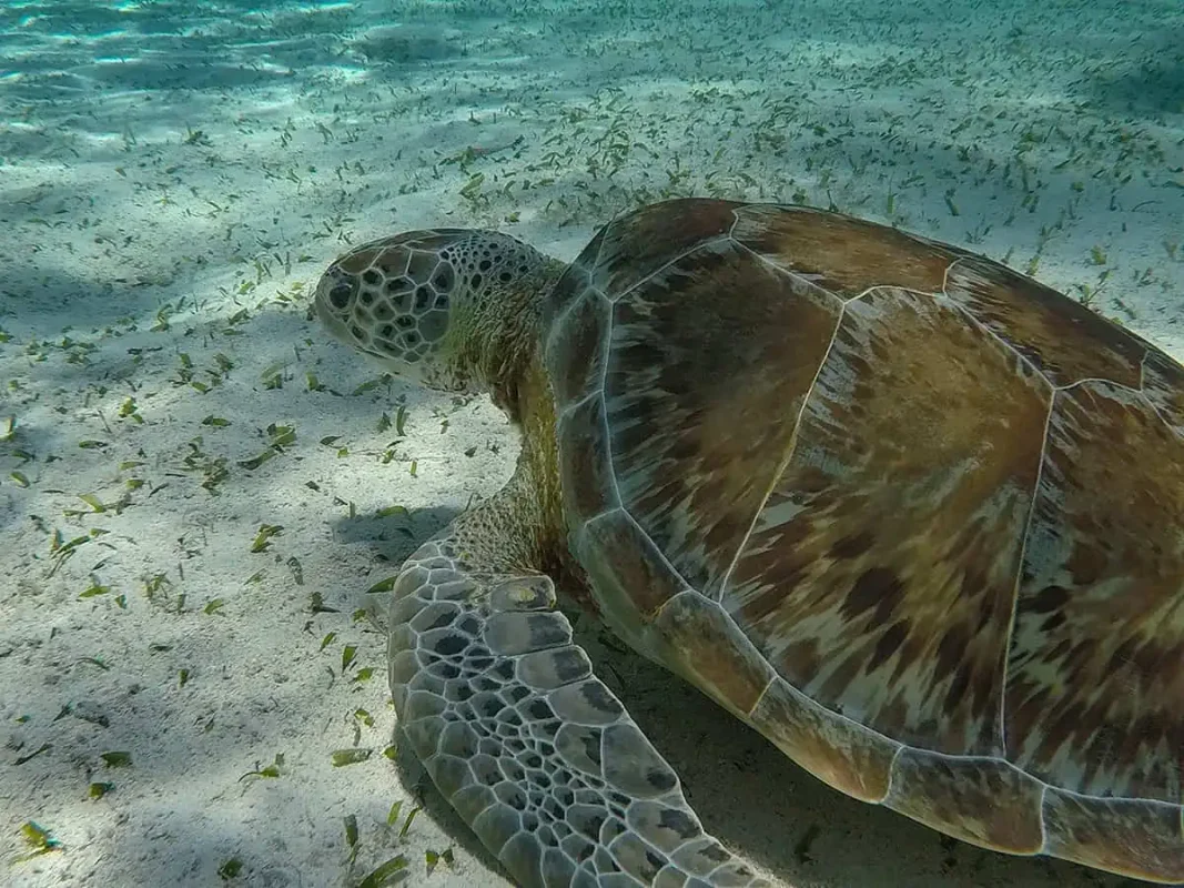 Caye Caulker Snorkeling Tours: Discover The Ultimate Underwater Paradise 54 hanging out with a hawksbill turtle in the sea grass area of hol chan marine reserve