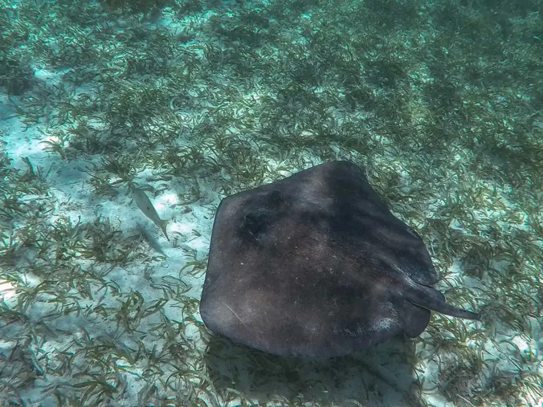 Caye Caulker Snorkeling Tours: Discover The Ultimate Underwater Paradise 58 a southern stingray while snorkeling on our tour from caye caulker