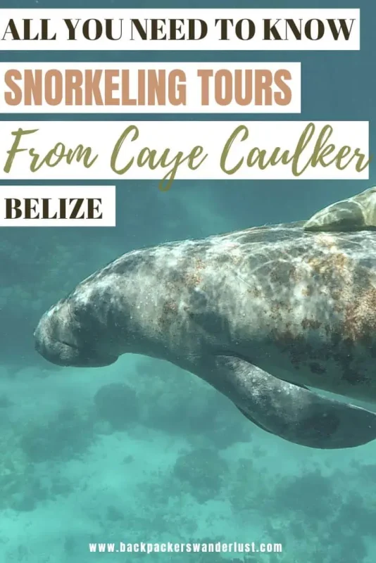 Caye Caulker Snorkeling Tours: Discover The Ultimate Underwater Paradise 74 If you happen to be visiting Caye Caulker then no doubt you need to discover the incredible ocean life here! Now the best way to do this is with one of the Caye Caulker snorkeling tours which will take you to the best locations where you can swim with nurse sharks, turtles, sting rays, and even manatees!
