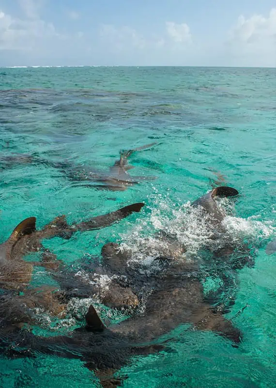 arriving a shark ray alley in belize