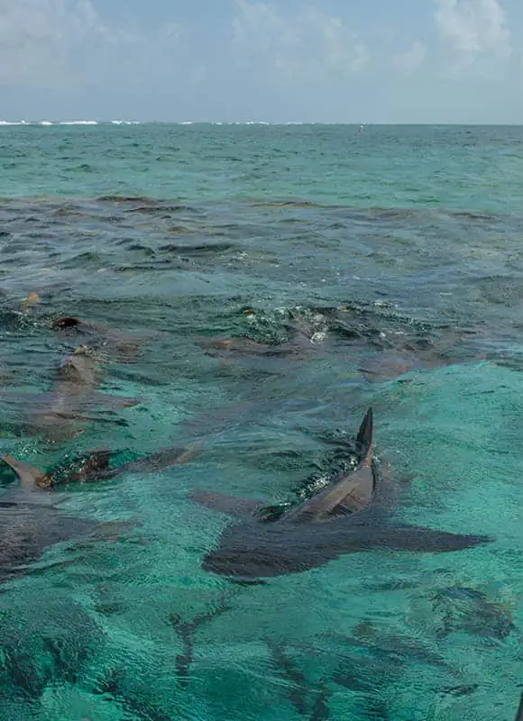 sharks on the surface waiting for us to swim at shark ray alley