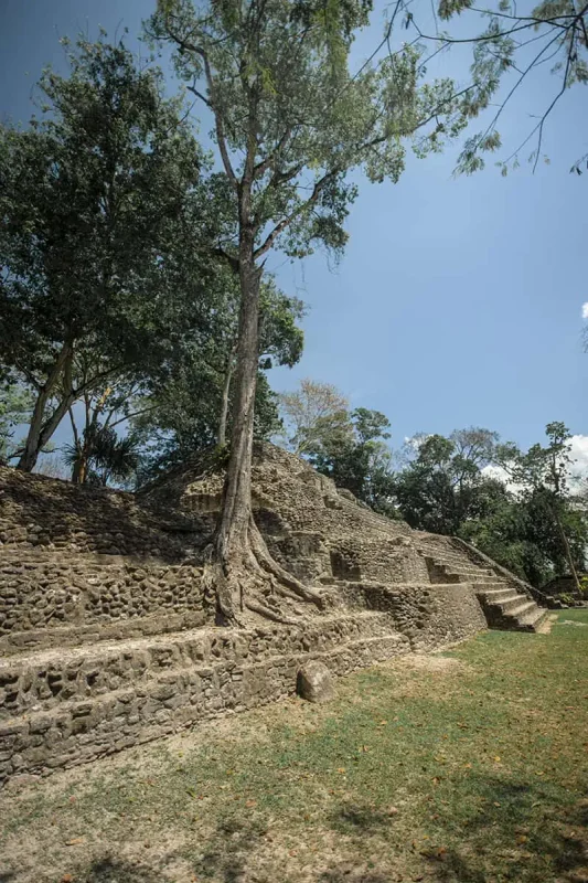 Cahal Pech Mayan Ruins In San Ignacio: A Hidden Gem Away from the Crowds 57 a tree growing up the side of one of the temples at cahal pech