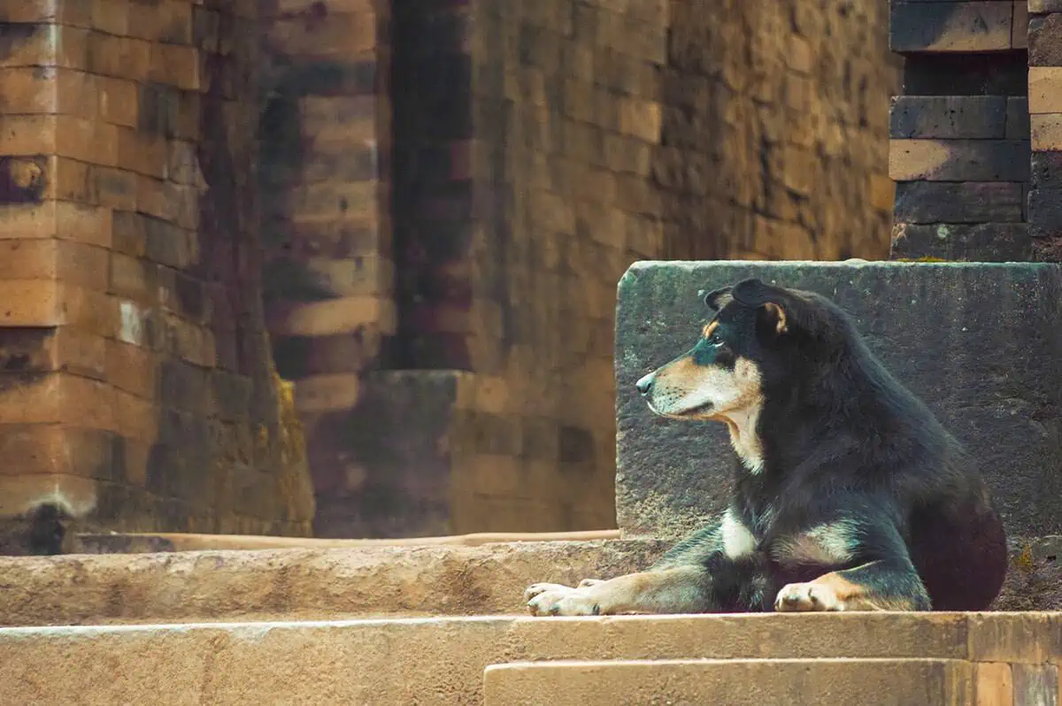 My Son Sanctuary Hoi An: BEST Tips & Tours (2026) 45 dog guarding one of the temples at my son sanctuary from hoi an