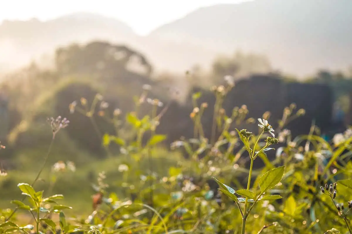 My Son Sanctuary Hoi An: BEST Tips & Tours (2026) 62 close up of flowers in the sun at my son sanctuary from da nang