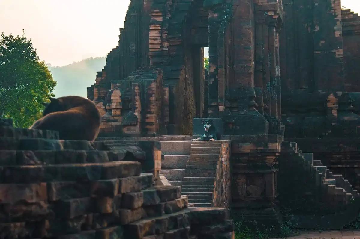 My Son Sanctuary Hoi An: BEST Tips & Tours (2026) 50 dogs sleeping in front of a temple at my son sanctuary hoi an
