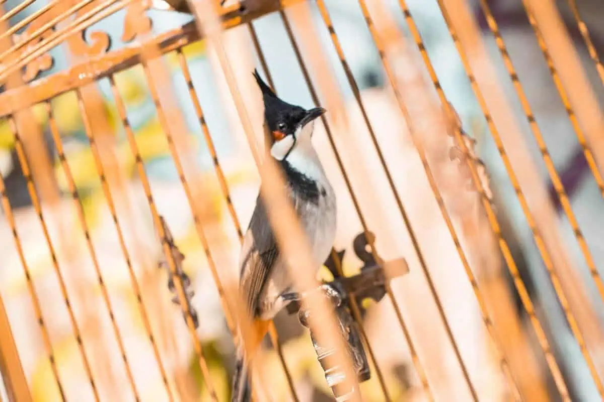 bird in cage in luang prabang