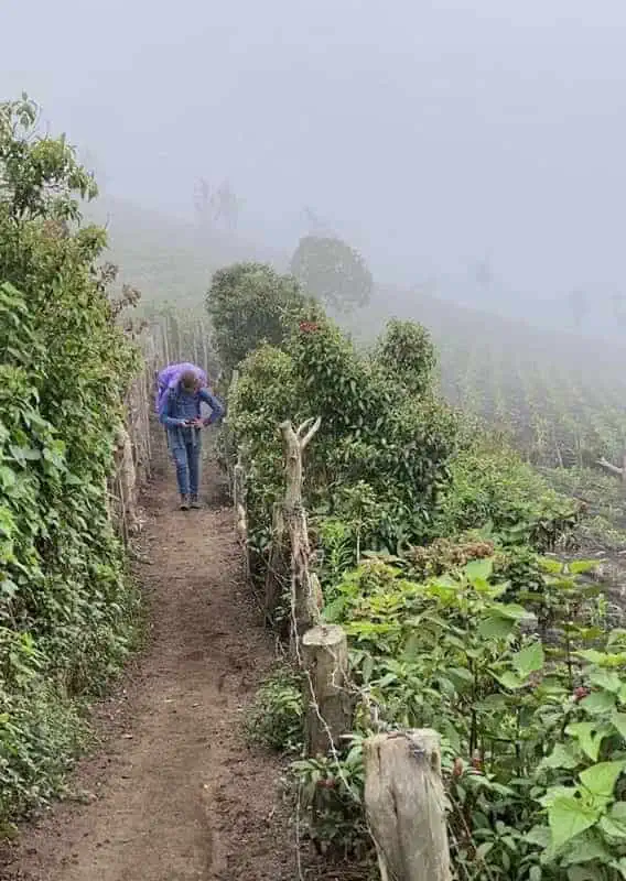 Acatenango Volcano Hike Difficulty: My Honest Experience 33 hiking in the early sections of the acatenango volcano trek, it might not look steep but trust me it is