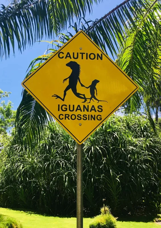 Backpacking Belize: The BEST Guide For Travelers 2026 57 iguanas crossing sign in belize