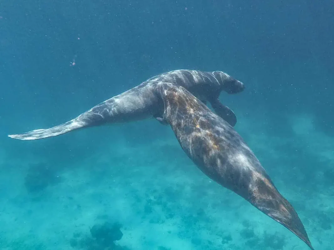 Backpacking Belize: The BEST Guide For Travelers 2026 75 two manatees we swam with from caye caulker