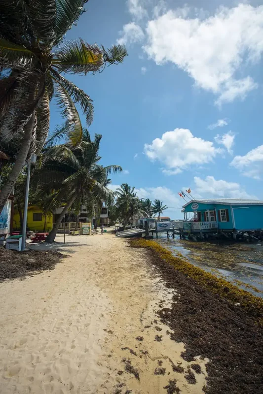 Backpacking Belize: The BEST Guide For Travelers 2026 59 sargassum washing up on one of the beaches in ambergris caye belize