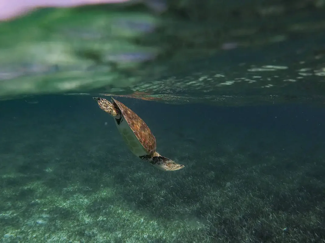 Backpacking Belize: The BEST Guide For Travelers 2026 68 swimming with turtles while on a snorkeling tour, a must when backpacking belize on a budget