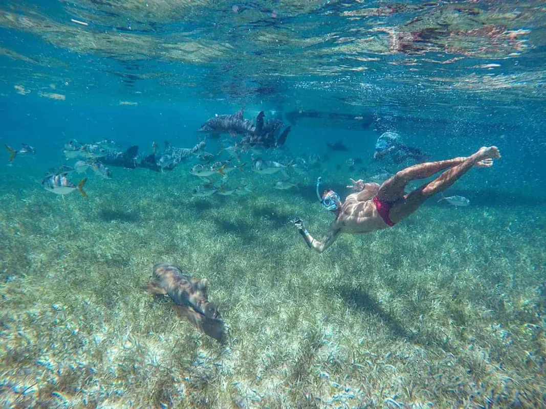Belize Trip Cost: CRAZY $90.00 Per Day Budget (2026) 63 getting the chance to swim with nurse sharks in belize is an amazing experience