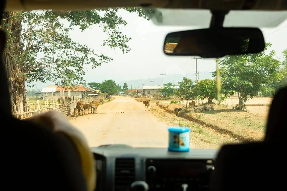 Luang Prabang To Vang Vieng: Train, Bus Or Shuttle? 34 cows on road from inside minivan