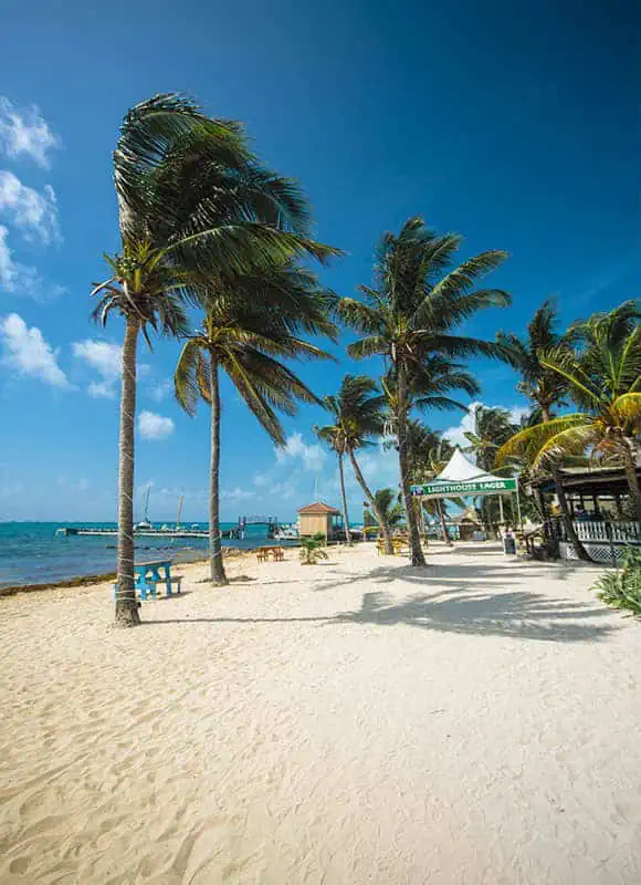 swaying palm trees on the beach in san pedro