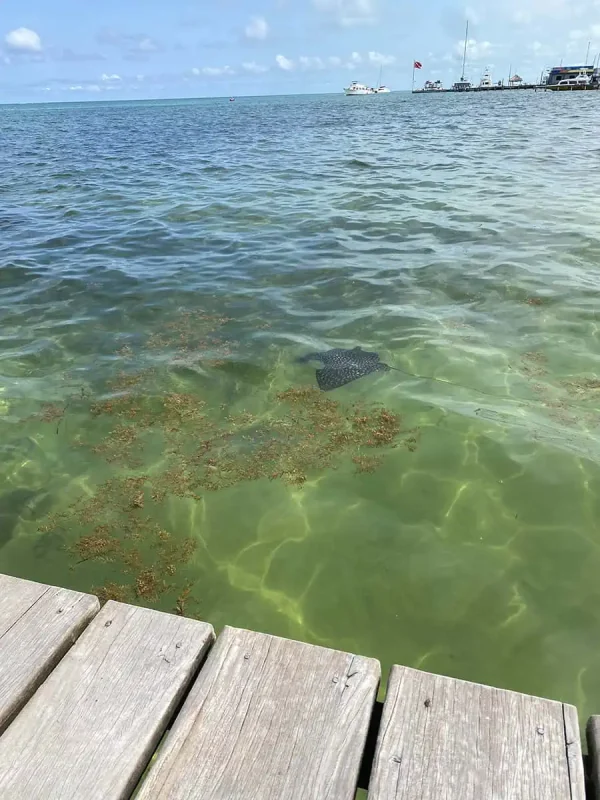 Belize In June: Is Belize Worth Visiting In June? 69 A spotted eagle ray visible in the shallow waters near a dock in Belize, representing the rich marine life that can be observed in June.