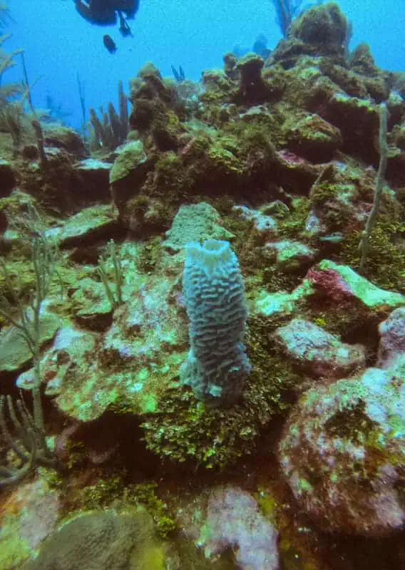 Belize In June: Is Belize Worth Visiting In June? 83 Close-up of a brain coral on a Belizean reef, with a silhouette of a diver in the background, showcasing the underwater biodiversity in June.