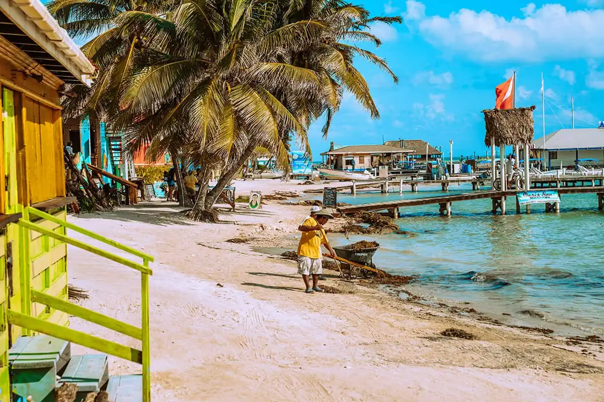 Best Beaches In Ambergris Caye For Swimming & Snorkeling 67 A local man scooping up sargassum seaweed into a wheelbarrow on the beach in San Pedro.