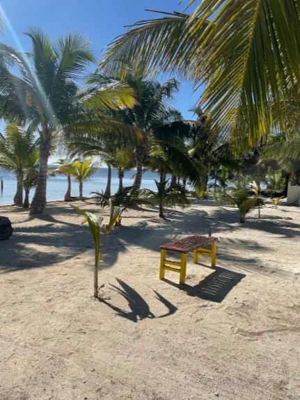 Best Beaches In Ambergris Caye For Swimming & Snorkeling 59 palm trees lining the shore at Island Wonder Beach Club