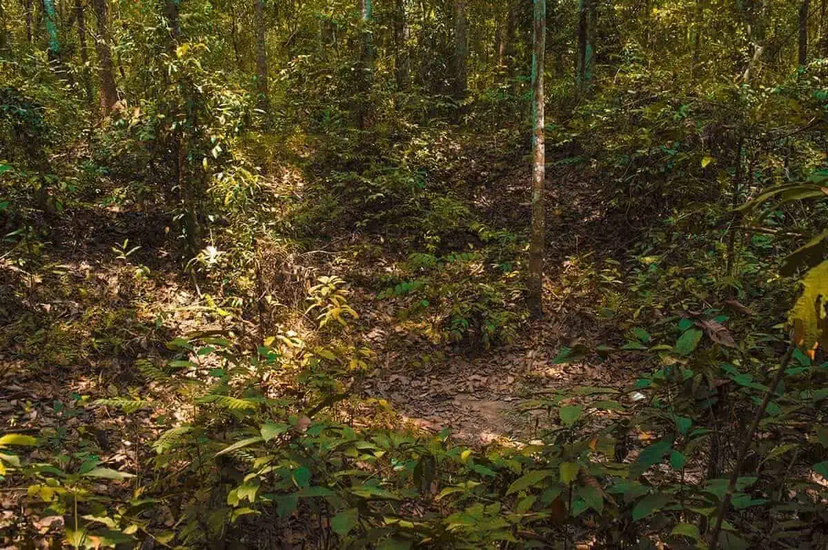 Best Cu Chi Tunnels Tours: Cheap VS Expensive 2026 47 Dense greenery of the Cu Chi forest bomb site with a narrow, unmarked path indicating the hidden network of tunnels below.