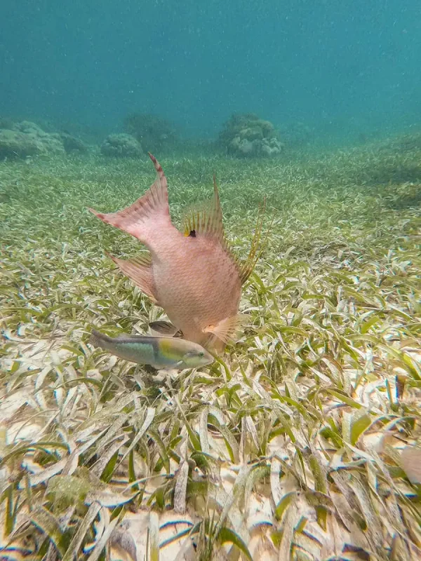 41 Best Things To Do In Ambergris Caye For The Ultimate Holiday 54 A hogfish swimming over seagrass with a parrotfish in the background in Ambergris Caye's clear waters, indicative of the snorkeling experiences the island offers.