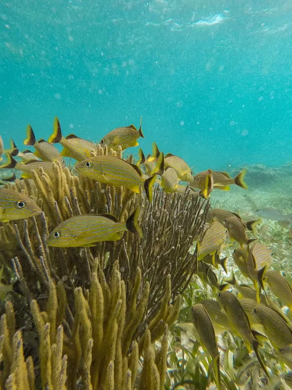 41 Best Things To Do In Ambergris Caye For The Ultimate Holiday 55 A school of grunts hovering around a sea fan in the crystal-clear waters of Ambergris Caye, emphasizing the area's excellent snorkeling opportunities.