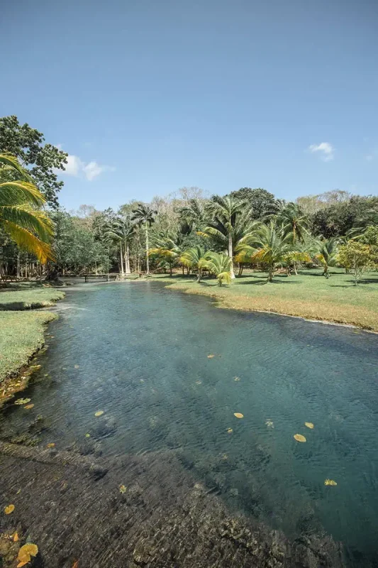 Mexico Belize Guatemala Itinerary: BEST Backpacking Route 71 A serene view of a clear, flowing river surrounded by lush tropical vegetation in Bacalar. The water is crystal clear, revealing the sandy bottom, and is bordered by vibrant green palms and assorted tropical trees under a clear blue sky