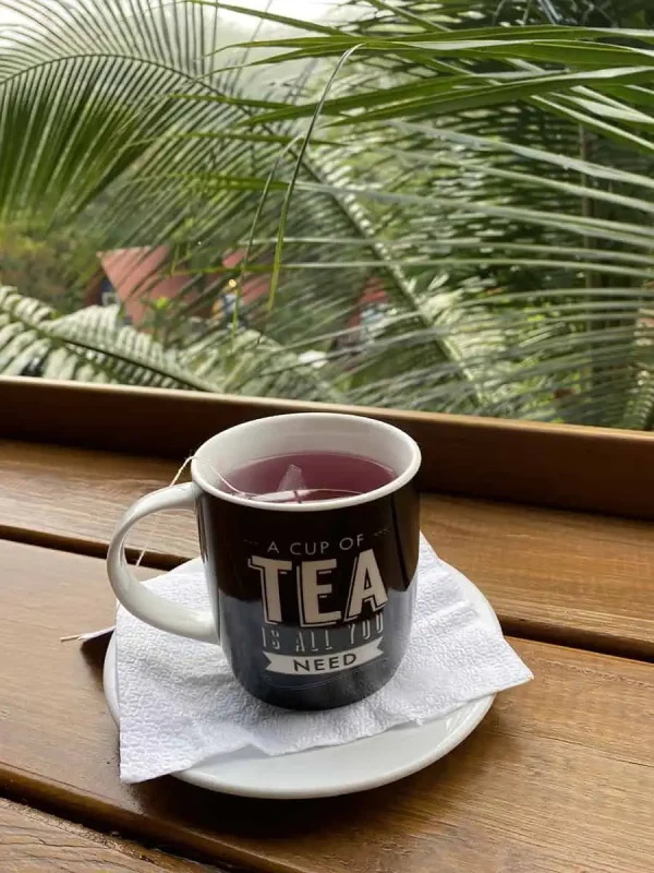 Mexico Belize Guatemala Itinerary: BEST Backpacking Route 103 A serene setting featuring a cup of tea on a saucer, placed on a wooden table with a view of dense jungle foliage. The cup is labeled 'A cup of tea is all you need,' emphasizing a moment of tranquility amidst nature.