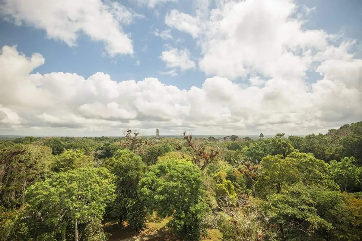 San Ignacio To Tikal & BEST Tikal Tours From San Ignacio 61 Expansive view of the Guatemalan jungle with a distant temple at Tikal, captured by visitors on a San Ignacio to Tikal day trip.